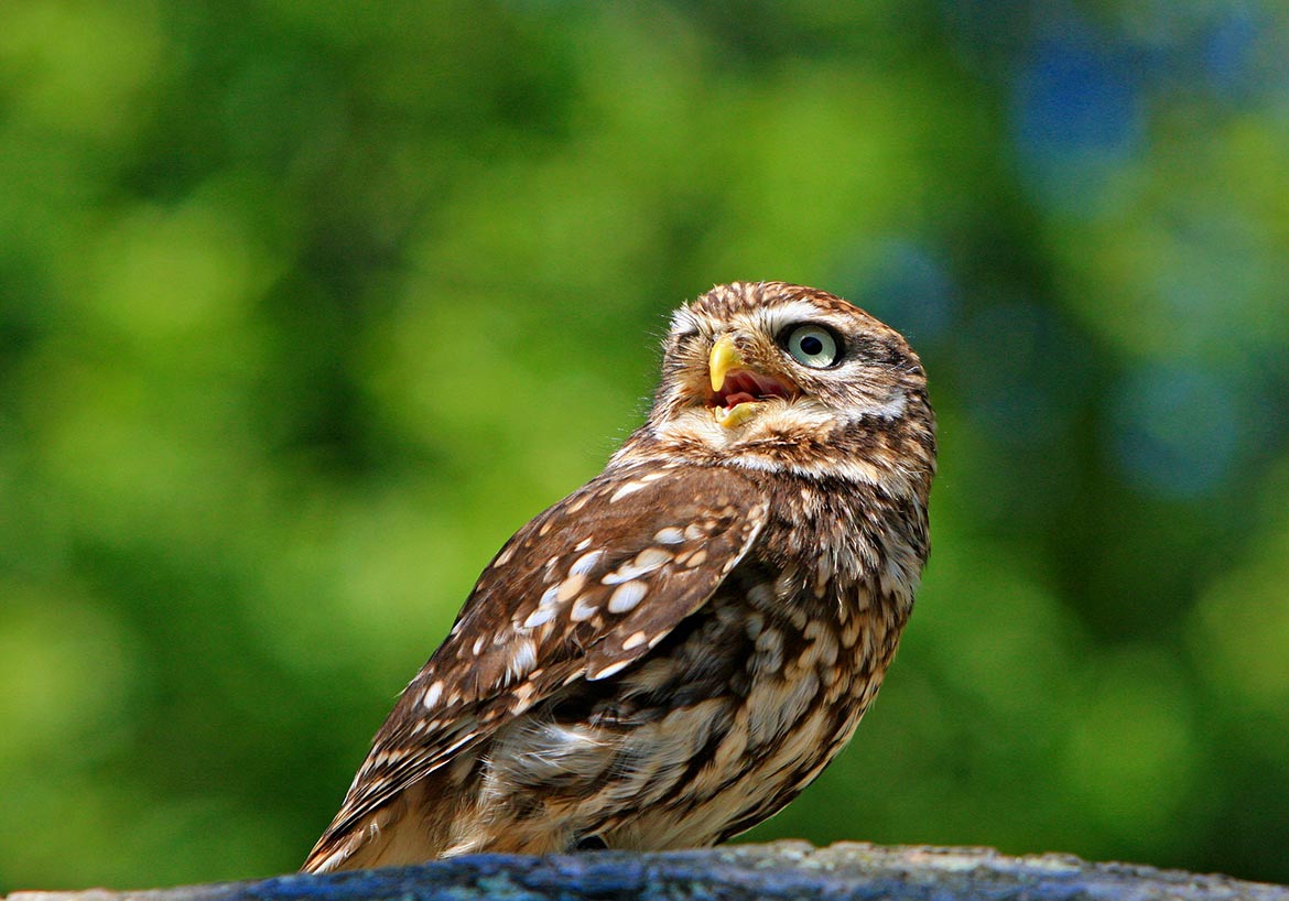 Asia’s Harry Potter Obsession Poses Threat To Owls